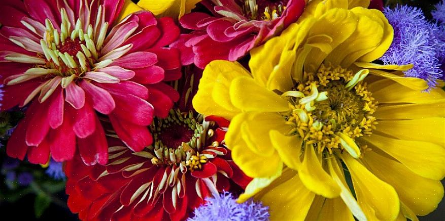 Hele en årlig plantes mission er at producere frø for at sikre formering af fremtidige generationer