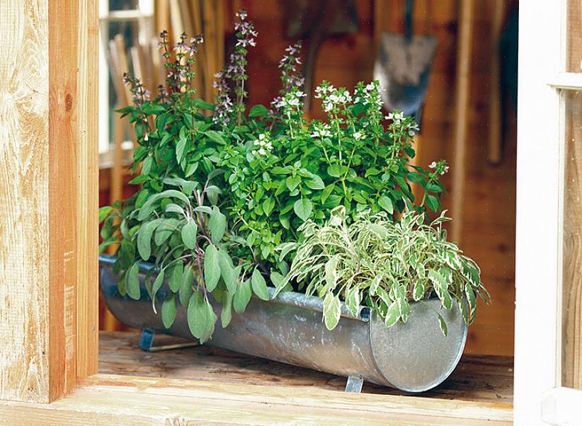 For eksempel har nogle urteplanter brug for mere vand end andre
