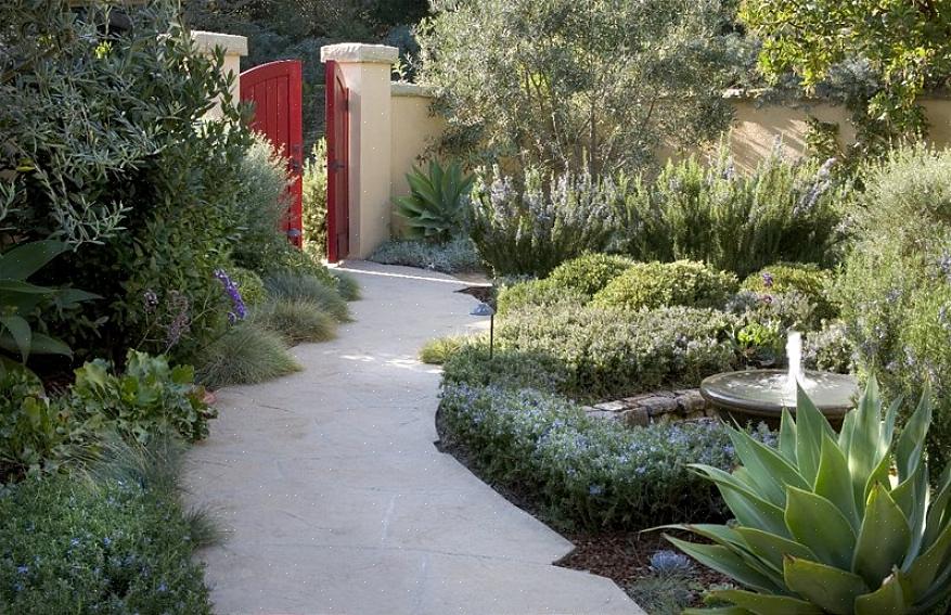 Camellia japonica producerer smukke blomster i vintermånederne i det sydlige Californien