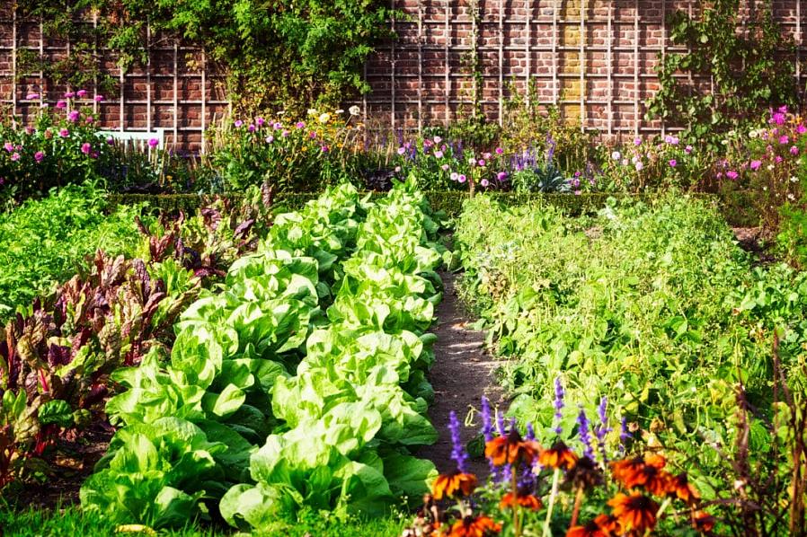 Ledsager plantning af blomster