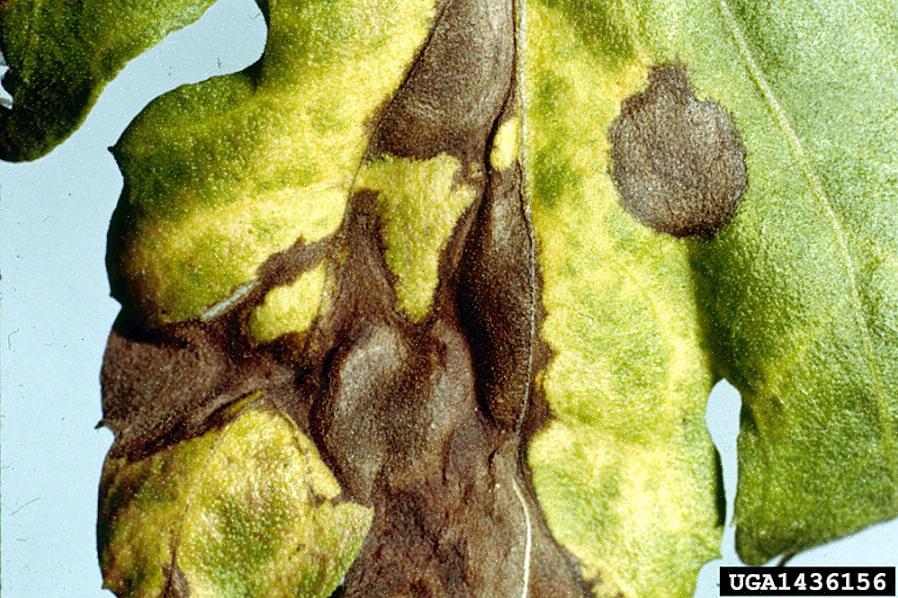 Septoria bladplet