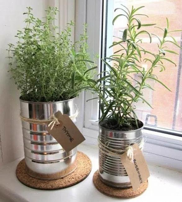 Hvad du har brug for at vide for at starte en containerhave Sådan dyrkes planter i lejligheder