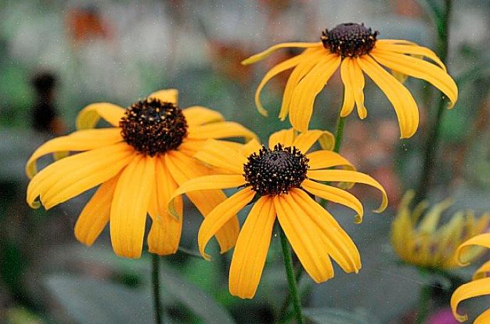 Blomster kan være en god frøkilde til at tiltrække