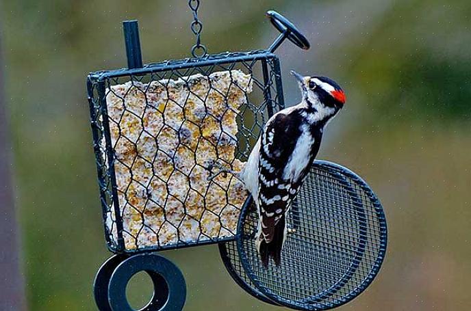 Spætte har en varieret diæt og spiser insekter