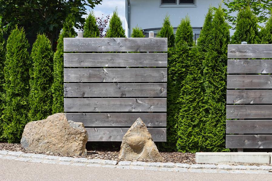 "Emerald" arborvitae (Thuja occidentalis 'Emerald') er et lille træ eller en høj stedsegrøn busk