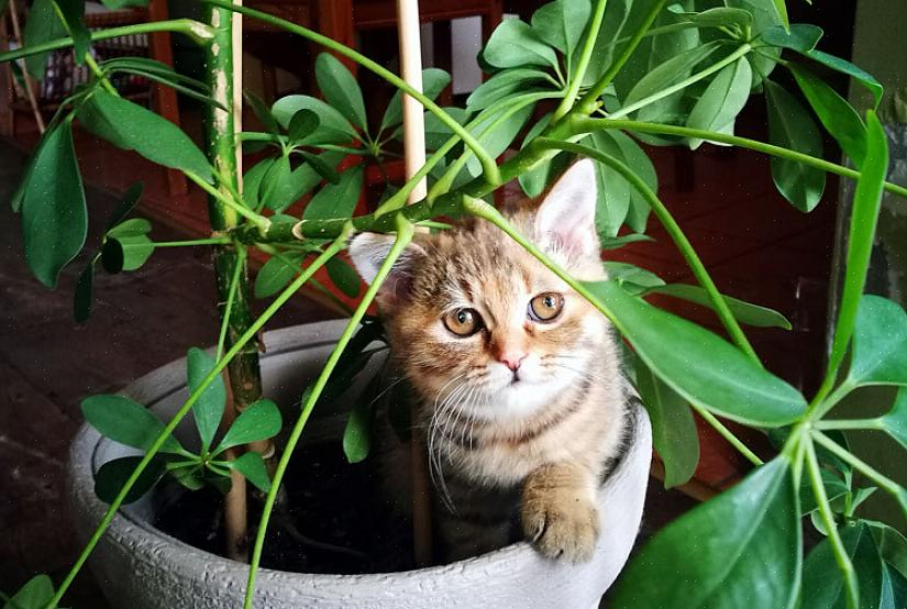 Blomster er ikke skadelige for katte eller hunde