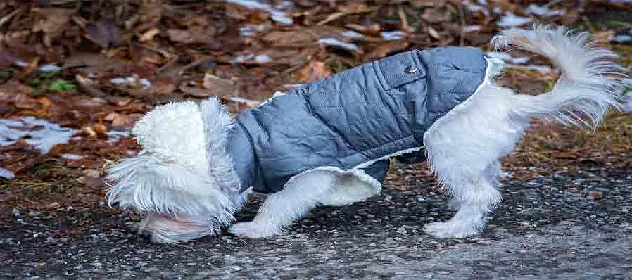 Sådan rengøres hundehalsbånd i læder