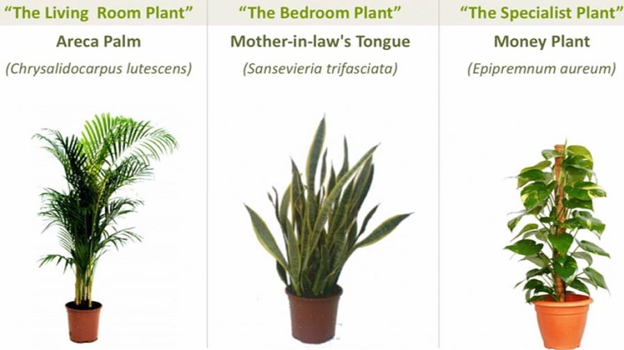 Derudover er en gummitræplante en perfekt feng shui-tilføjelse til et mørkt hjørne