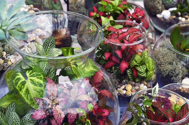 Når du vælger terrariumplanter