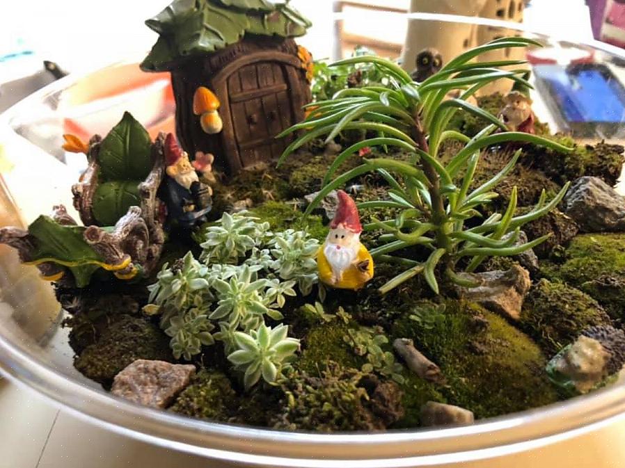Du kan lave et terrarium på mindre end en time med meget få materialer