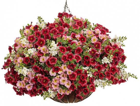 Mange vindueskassedesigner anvender bageste planter