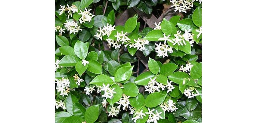 Star Jasmine vil trives i fuld sol til delvis skygge