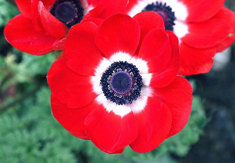 Ud over slægten Anemone inkluderer andre familiemedlemmer delphinium