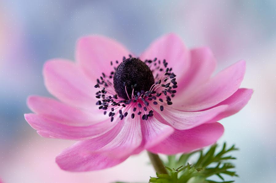 Anemone blomster er planter med lav vedligeholdelse