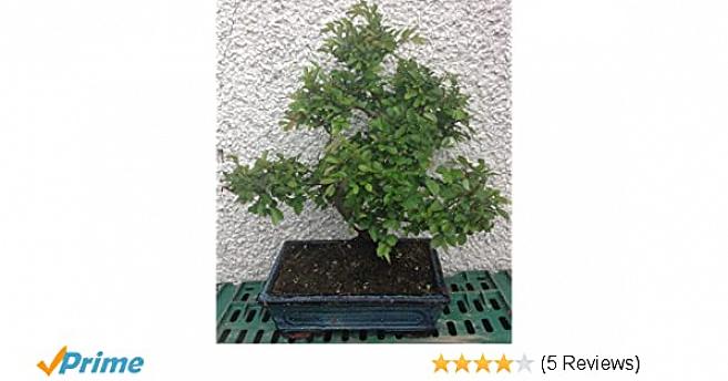 Når det kommer til feng shui fra bonsai-træer