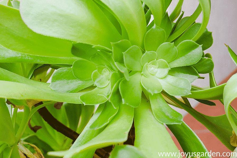 Som med de fleste sukkulenter vokser Aeonium-planter bedst i fuld sol til delvis skygge