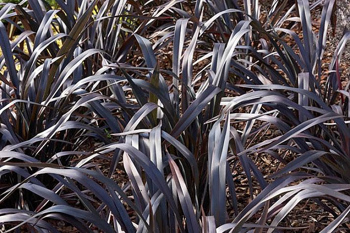 Phormium fik navnet New Zealand Hør