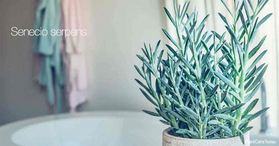 'Lodret blad Senecio' - Senecio crassissimus