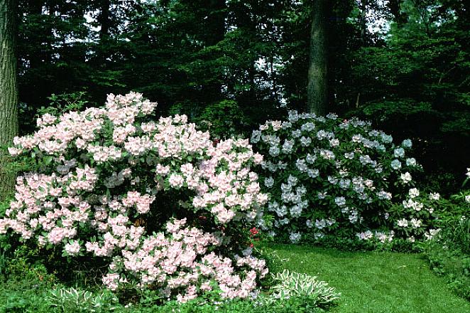 Rododendroner kan lide godt drænet jord
