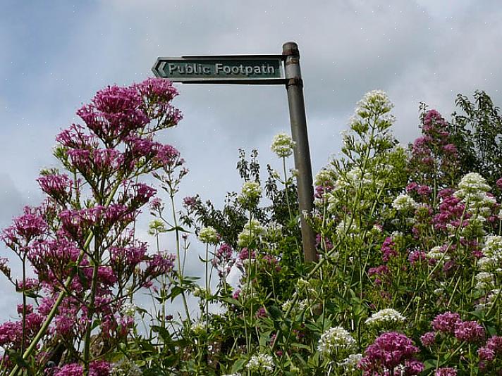 Monarda didyma sniger sig bare ind som en juni-blomstrer