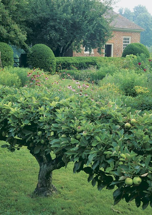 Espalier er en gammel kunstform