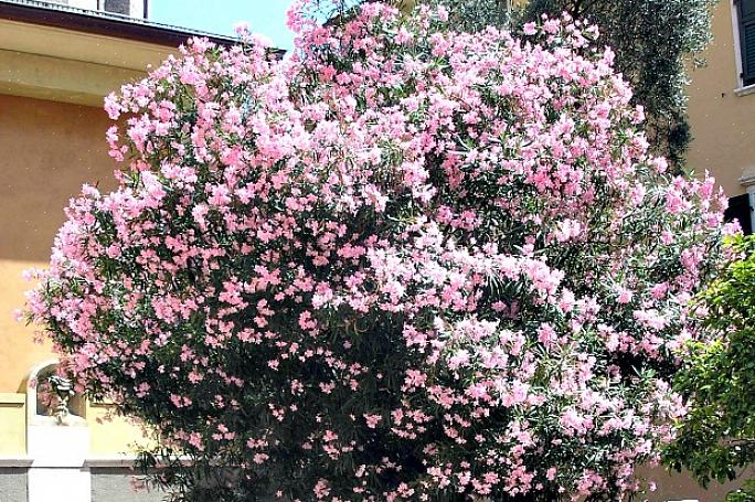 Når du arbejder i nærheden af Oleander