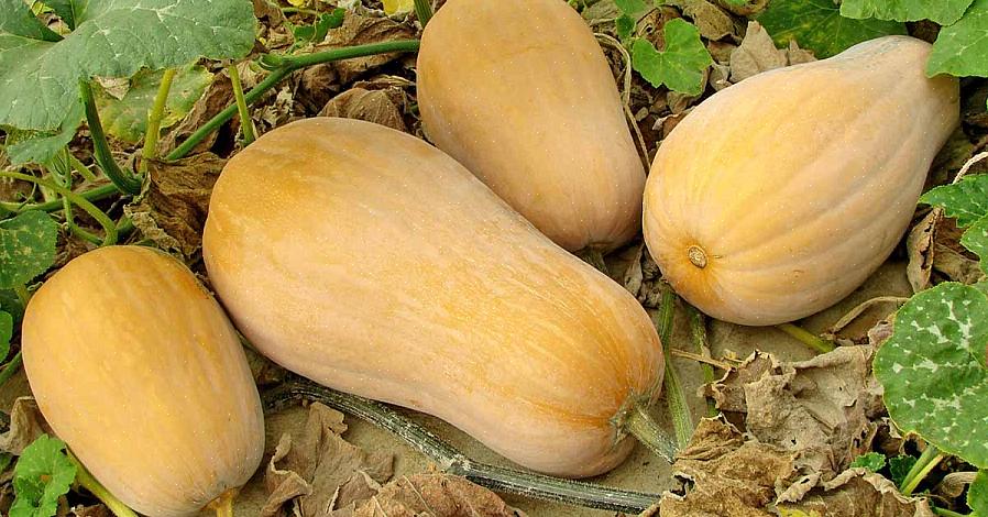 Opbevarer de ikke så længe som virkelig hård shell vinter squash vil