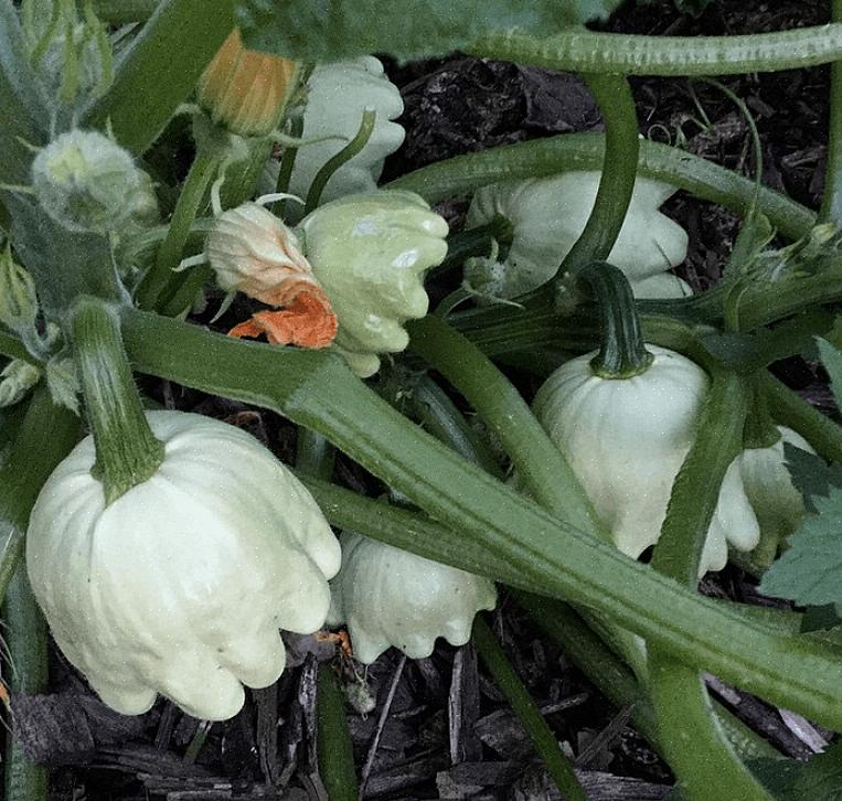 Selv en håndfuld courgetteplanter belønner dig med en konstant forsyning af squash til spisning