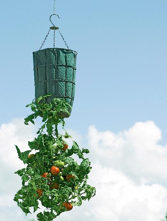 En af de hurtigste måder at dræbe en tomatplante på er ikke at give den nok vand