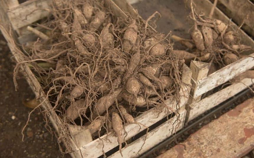Afskrække svampe vælger mange gartnere at drysse svovlstøv på knolde inden opbevaring