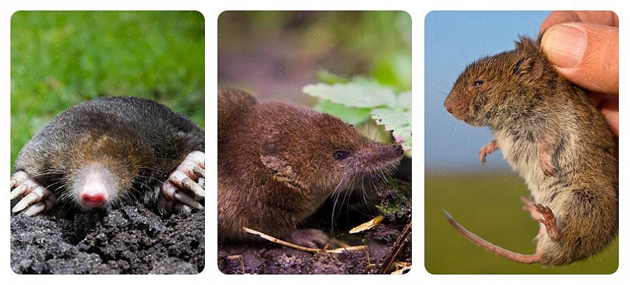 Naturlig skadedyrsbekæmpelse kan også spare dig penge