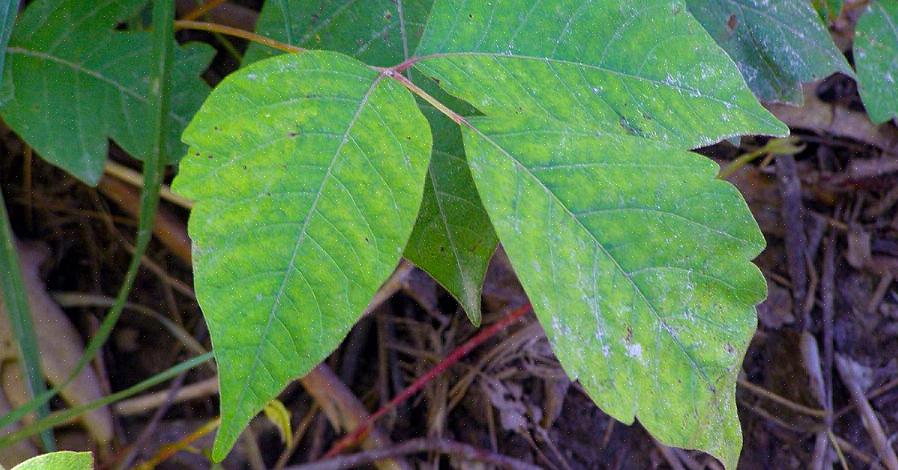 Poison Ivy planter dyrker også bær