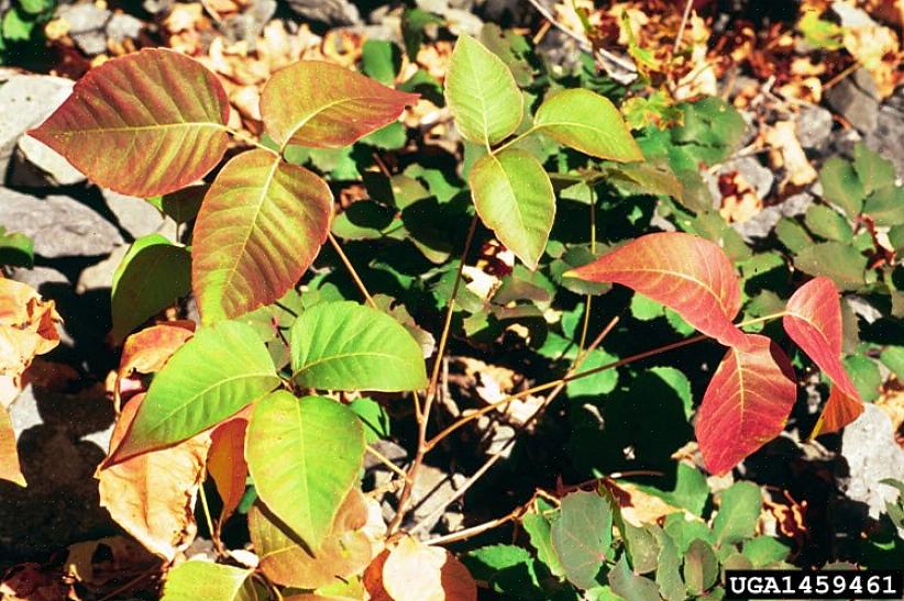 Poison ivy vinstokke kan også klatre op ad bygningerne