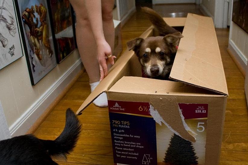 Dette hjælper din hund med at føle sig mere sikker