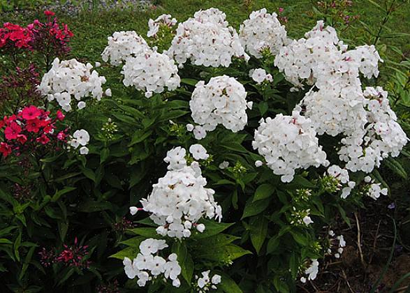 Volcano Ruby er en moderat kompakt type haveflox