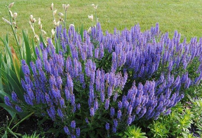Og du vil værdsætte Blue Hill salvia som en plante