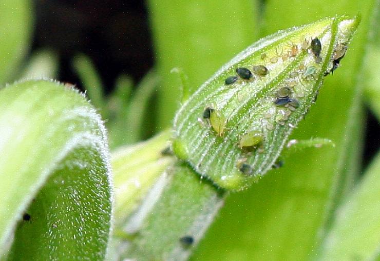 Bladlus kan svække en plante