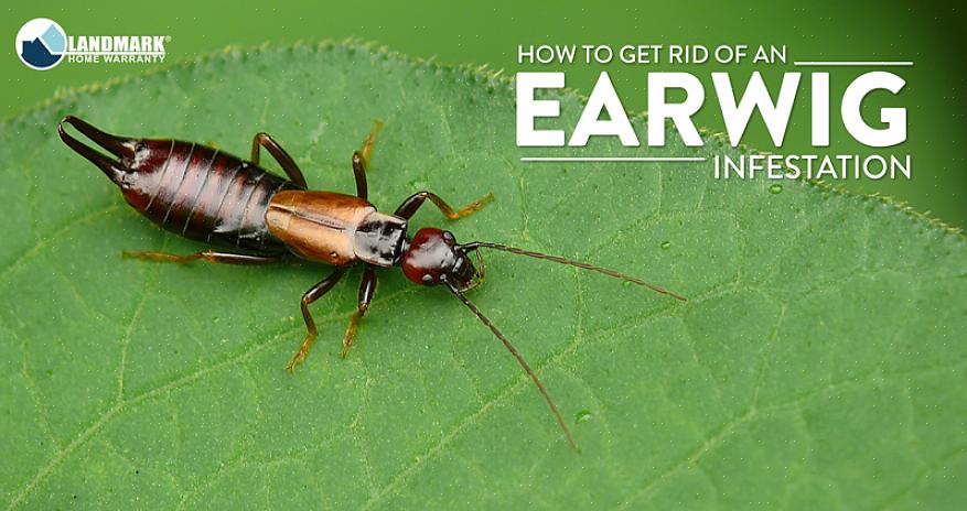 Earwigs fodrer om natten og leder efter et fugtigt