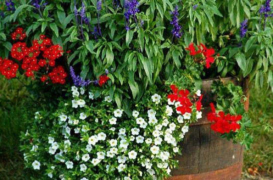 Hvide og blå blomster finder det de blå blomster