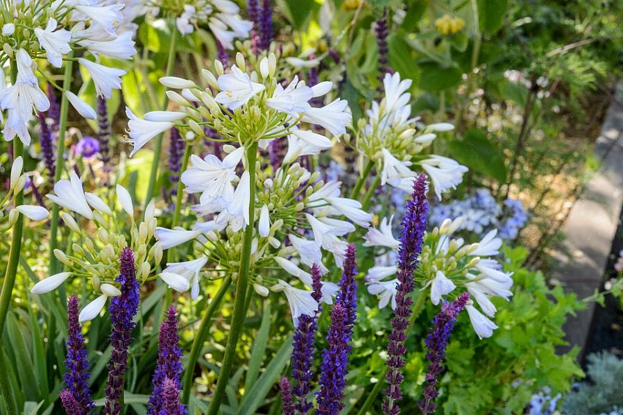 Hjorte skadedyr er derimod ikke tiltrukket af May Night salvia planter