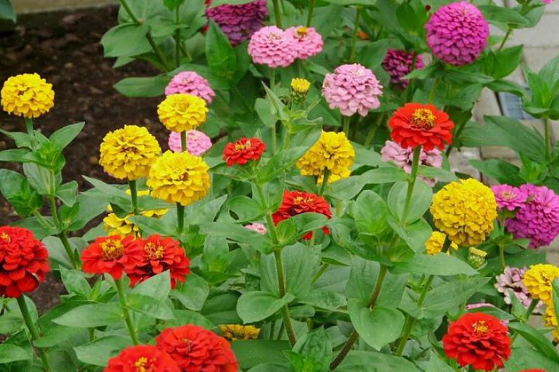 De fleste Zinnia elegans-varianter er høje planter