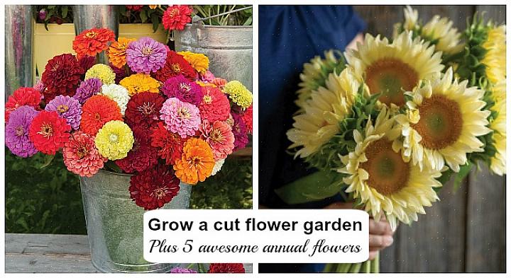 Blomsterne er dristige i hvad der først ser ud til at være gammeldags zinnia-farver