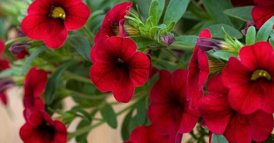 Sådan dyrkes millioner klokker blomster