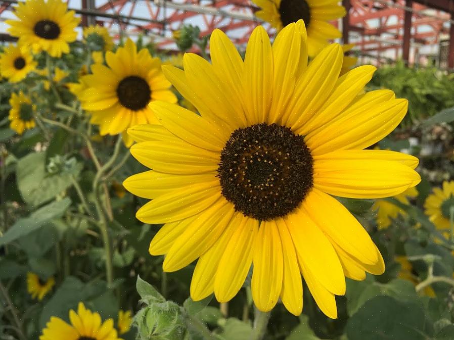 Vil du se på bagsiden af blomsterhovederne det meste af dagen