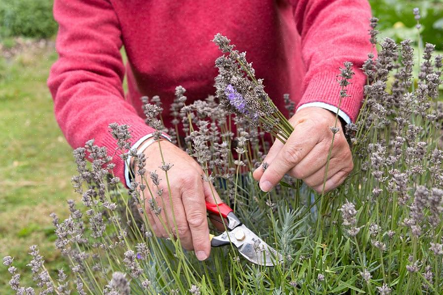 Når du deadhead blomster kanaliserer du energi væk fra frøproduktion