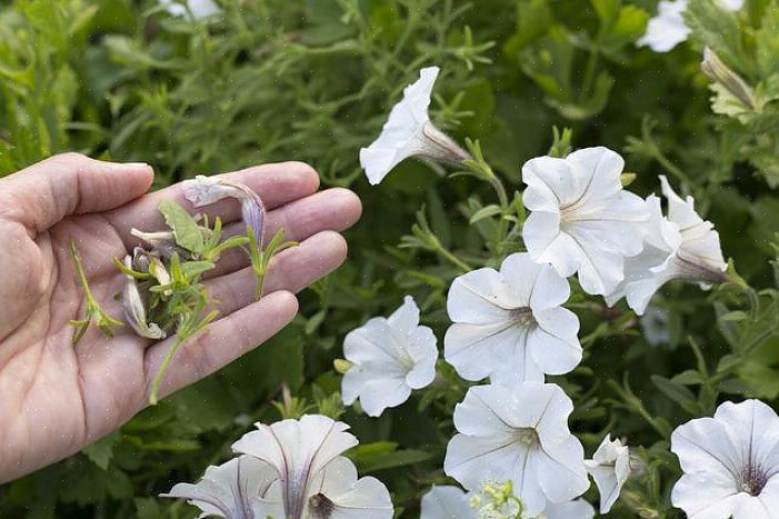 Vær mere forsigtig med en høj flerårig plante