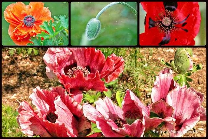 Blomsterne til orientalske valmuer er fascinerende