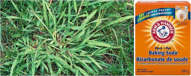 Dræber crabgrass-kimplanter lige når de spire