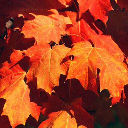 Et andet godt valg til rødt løv er Acer rubrum 'Franksred'