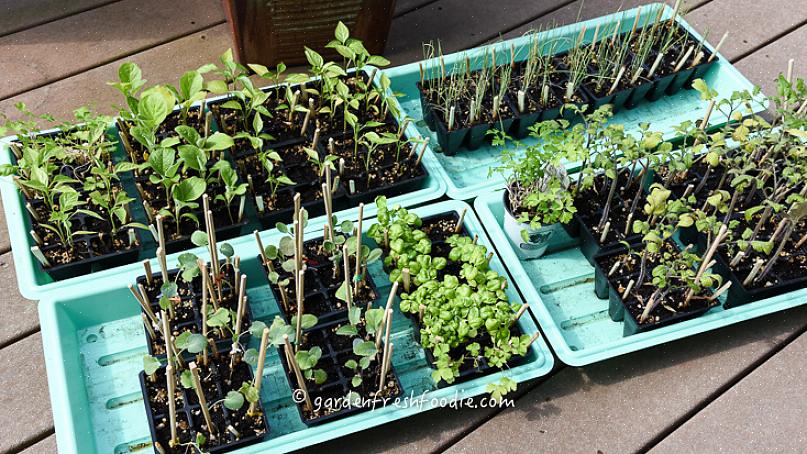 Men at have en kold ramme giver dig mulighed for at bringe planter ude tidligere om foråret på grund